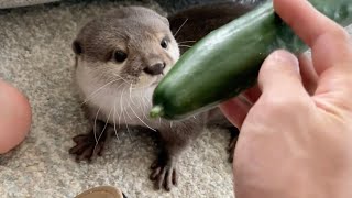 カワウソさくら 収穫したきゅうりをカワウソに見せたら興味津々！？ Otter and cucumber