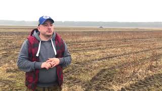 Обрезка и подкормка ремонтантной малины Весной