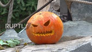 Germany: Hamburg Zoo orangutans celebrate Halloween with pumpkin feast