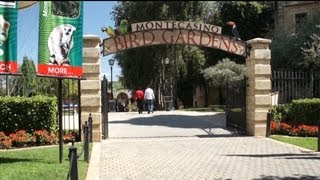 Montecasino Flight of Fantasy Show