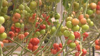 Новые возможности волгоградских агрохолдингов вскоре оценят потребители всей страны