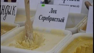 Фальсификация меда Подделка меда Граблюк В В  Главный ветеринарный врач Смотреть до конца!!!