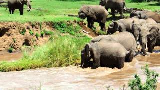 Elephant calf river rescue © Sandy Gelderman