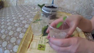 СИЛЬНАЯ РАССАДА!!!ОТЛИЧНЫЙ СПОСОБ!!!