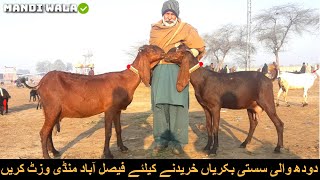 Bakra Mandi Faisalabad 2020 | Milking Beetal aur Nagra Bakriyan | Goat Faming Animals | Best Goats