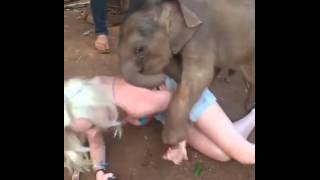Блондинка  возбудила слона / Stupid blondy