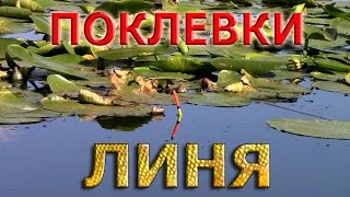 Рыбалка на поплавок. ПОКЛЕВКИ ЛИНЯ.