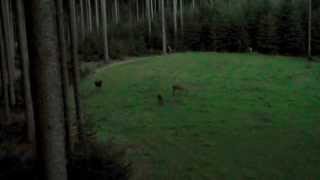 Hirschbrunft Trailer 2014