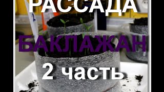 Моя Семья.Рассада баклажан 2 часть