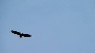 Falcon watch 12-3-11 022
