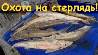 Подводная охота на стерлядь и судака