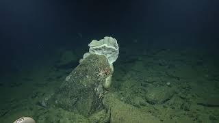 Sampling Mineral-Rich Biomes with Scripps Institution of Oceanography | Nautilus Live