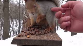 Про белку в домике / About the squirrel in the house