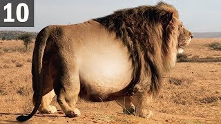 Top 10 FATTEST Wild Animals Ever Seen