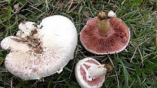 Rudnjača - Agaricus campestris 26.09.2017.