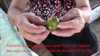 Accessing Wisdom: Fig Lessons