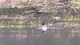 Mergus merganser Большой крохаль