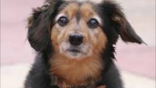 ADOPTEZ UN VIEUX CHIEN .....