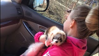 Кастрация хорьков