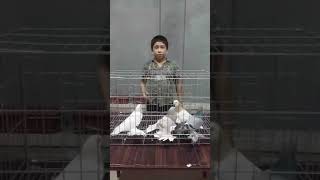 Узбекские лётно игровые голуби часть 1