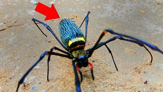 Who knows what kind of spider it is | Animal world