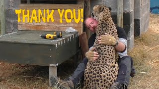 African Cheetah Thanks Man For Building Stair Steps To Help His Limbs | Big Cat Breeding Project