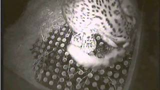 Mládě levharta sněžného - Snow Leopard baby (birth)