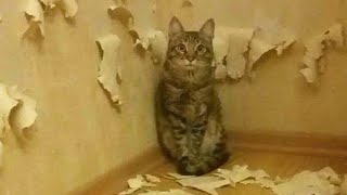 КОТЫ - ХУЛИГАНЫ, НАГЛЕЦЫ! ПРИКОЛЫ ПРО ЖИВОТНЫХ