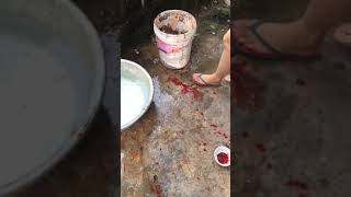 Women slaughter chicken