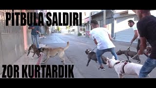 SOKAK KÖPEKLERİNİN ELİNDEN PİTBULL'U SON  ANDA KURTARDIK [PİTBULL'A SALDIRI]I!!
