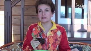 Как сохранить саженцы земляники. Видеоканал Садовый мир