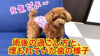 【術後】元気いっぱい！埋伏歯の経過報告も。「トイプードルのコロン」