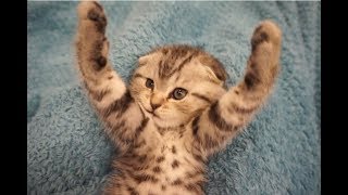 Котики делают зарядку