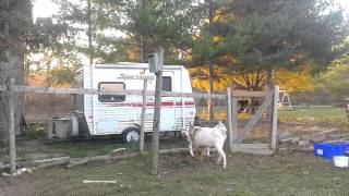 Beatifull fall morning and goats mating...