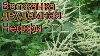 Волжанка двудомная Неффи (kneiffii) ? обзор: как сажать, рассада, саженцы волжанки Неффи