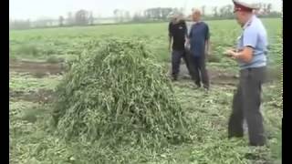Мент и конопля несовместимы или лови нежданчик :)