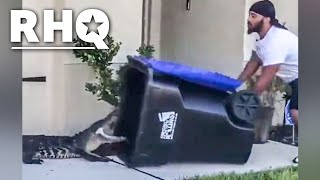 Florida Man Saves The Day Capturing Gator In Viral Video
