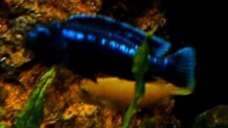 Pseudotropheus interruptus - "The Courtship"