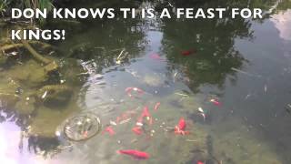 PIMMYPRO® – VVILD CHOY FISH EVENT – 1990S