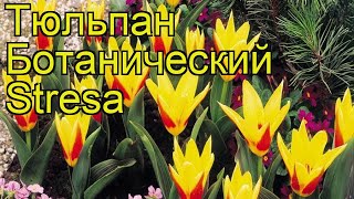 Тюльпан ботанический Стреса. Краткий обзор, описание характеристик tulipa Stresa