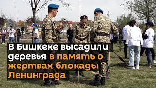 В Бишкеке высадили деревья в память о жертвах блокады Ленинграда