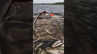 Видео приколы 2020 смех до слез - 238 | ПОПРОБУЙ НЕ ЗАСМЕЯТЬСЯ