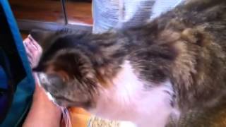 Siberian kittens 2 weeks old
