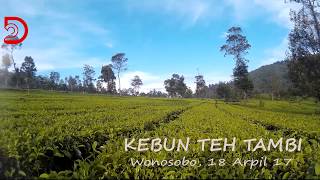 Kebun Teh Tambi Wonosobo -   Jalan menuju lokasi