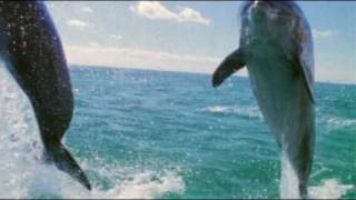 Dolphins Time Slice (bullet time matrix effect)