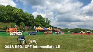 2018 K9DJ GPF Intermediate 1R