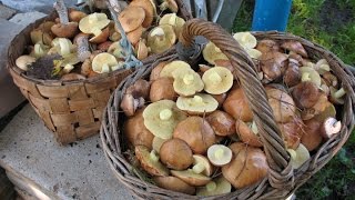 Съездили по грибы. Поиск грибов - село Щелкун, Сысертского района. Часть №2