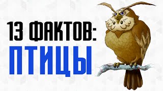 13 фактов о птицах и их интересных особенностях