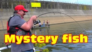 Big fish On: It's the hardest running freshwater fish ever.