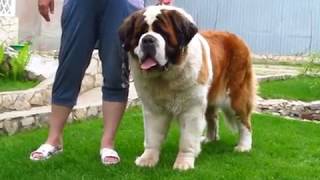 Сенбернар Афина катается на собственном авто Huge St. Bernard SKAZKA VOSTOKA AFINA drives a car